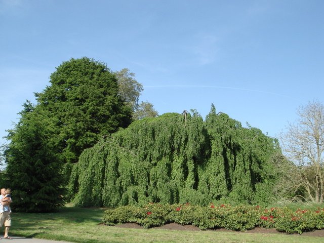 Fagus sylvatica 'Pendula'